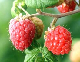 raspberry ketone for weight loss