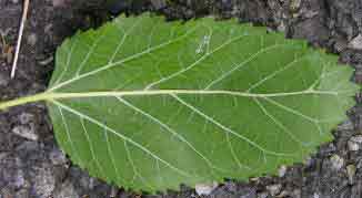 what is White Mulberry leaf