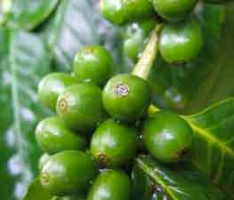 Green coffee bean